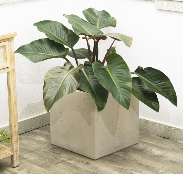 congo rojo plant